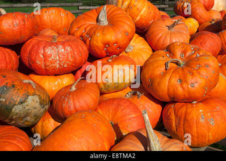 Rouge vif d'Etampes Pumpkin Banque D'Images