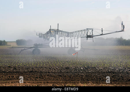 Automoteur Briggs arrosage irrigation laitue. Banque D'Images