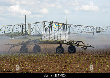 Automoteur Briggs arrosage irrigation laitue. Banque D'Images