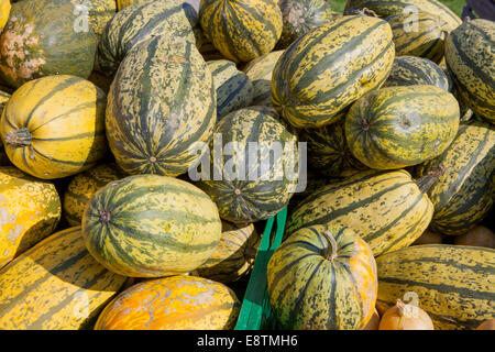 Courge spaghetti, (Cucurbita pepo) Banque D'Images