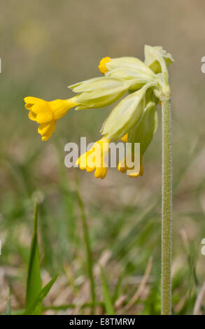 Un tir bas de la fleur jaune coucou bleu sur Fort Hill, Surrey Banque D'Images