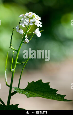 L'alliaire officinale montrant les fleurs, graines et la forme des feuilles Banque D'Images