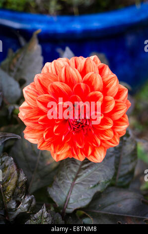 Dahlia Helen Houston en fleur en automne Banque D'Images