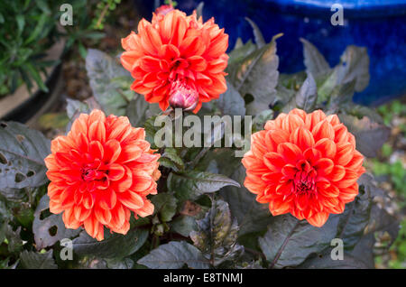 Dahlia Ellen Houston en fleur Banque D'Images