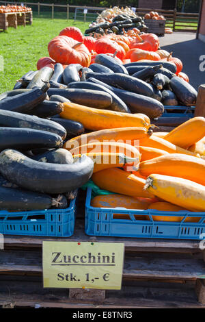 La Courgette (Cucurbita pepo), Banque D'Images