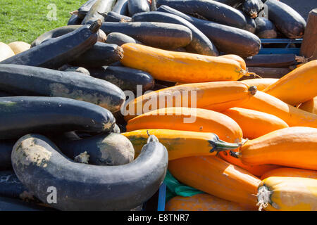 La Courgette (Cucurbita pepo), Banque D'Images