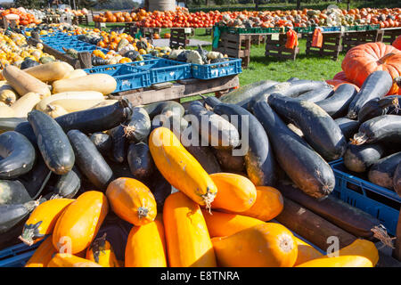 Différentes courges et citrouilles, courges, pour la vente, l'Allemagne, de l'Europe Banque D'Images