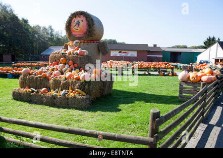 Différentes courges et citrouilles, courges, pour la vente, l'Allemagne, de l'Europe Banque D'Images