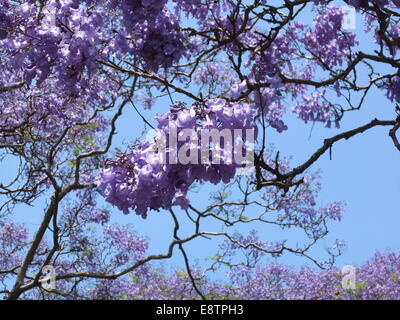 Jacaranda en fleurs Banque D'Images