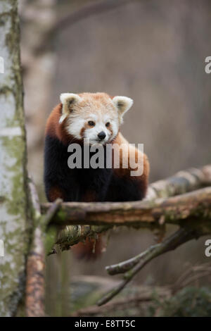 Le panda rouge ; Ailurus fulgens ; Captive ; UK Banque D'Images