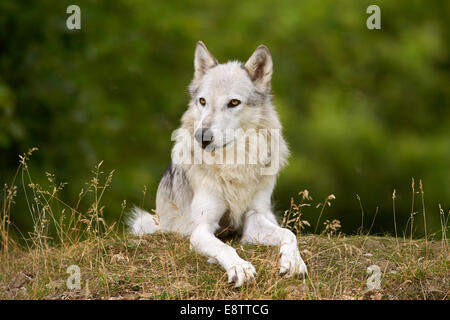 Le loup gris ou loup gris (Canis lupus) couché sur l'herbe Banque D'Images