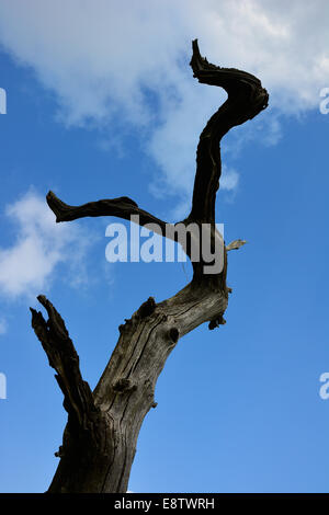 Un arbre mort sur la rive de la rivière Beaulieu à Milford on Sea, New Hampshire. Banque D'Images