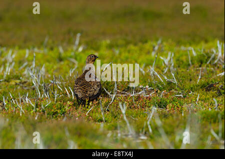 Une femelle adulte le lagopède des saules (Lagopus lagopus scoticus) sonde ses landes territoire. lone seul seul Banque D'Images