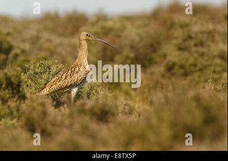 Un Curlew (Numenius arquata) sondages son territoire sur la bruyère des North York Moors UK. Banque D'Images