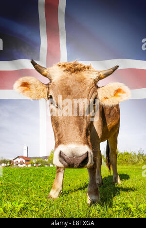 Vache avec drapeau sur la série d'arrière-plan - Islande Banque D'Images