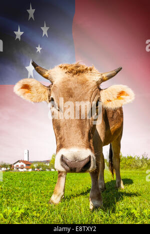 Vache avec drapeau sur la série d'arrière-plan - Samoa Banque D'Images