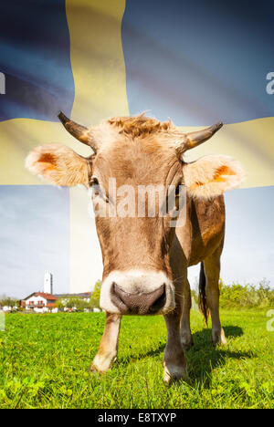 Vache avec drapeau sur la série d'arrière-plan - Suède Banque D'Images