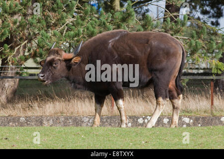 Gaur ou bison indien, (Bos gaurus). Plus grand de tous les bovins sauvages. Originaire de l'Asie du sud et du sud-ouest. Ici, dans le zoo de Whipsnade (ZSL), Banque D'Images