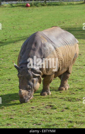 Les Indiens d'Asie, ou des rhinocéros à une corne (Rhinoceros unicornis). Le pâturage. Remarque boule rouge en arrière-plan ; à condition que l'environnement ' Banque D'Images