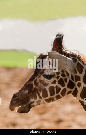 Giraffe réticulée (Giraffa camelopardalis reticulata). Montrant la tête de marquage typique de la sous-espèce. Banque D'Images