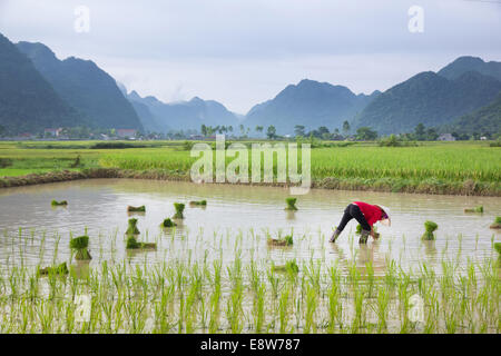 La transplantation des plants de riz Agriculteurs du Vietnam sur la parcelle de terrain Banque D'Images