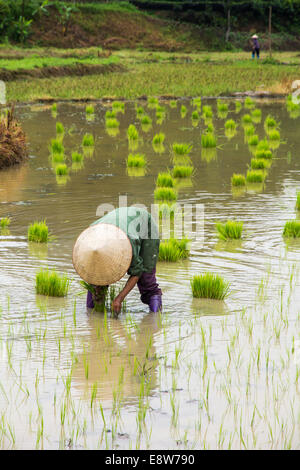 La transplantation des plants de riz Agriculteurs du Vietnam sur la parcelle de terrain Banque D'Images