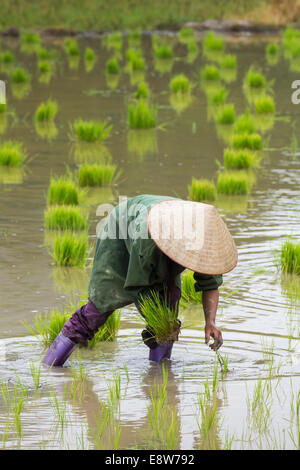 La transplantation des plants de riz Agriculteurs du Vietnam sur la parcelle de terrain Banque D'Images