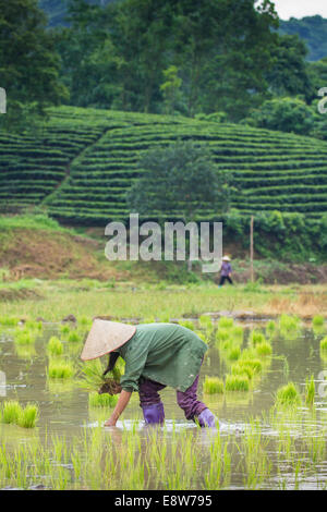 La transplantation des plants de riz Agriculteurs du Vietnam sur la parcelle de terrain Banque D'Images