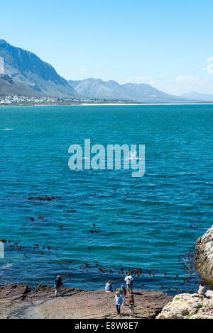 Les gens l'observation des baleines se dorant dans la baie de Hermanus, Western Cape, Afrique du Sud Banque D'Images