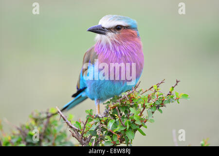 Le Masai Mara Lilac Breasted Roller Banque D'Images