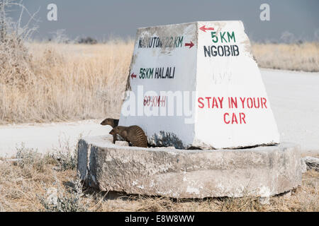 Les mangoustes bagués (Mungos mungo) assis sur un repère, Etosha National Park, Namibie Banque D'Images