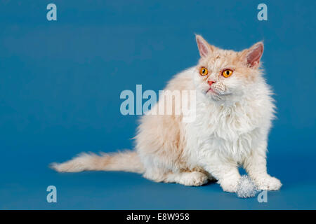 Selkirk Rex longhair, variété, chat de race, 1,5 ans, de couleur fauve tortie white Banque D'Images