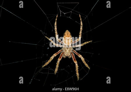 L'orbweaverr Hentz (Neoscona crucifera), Réserve nationale de Tambopata, région de Madre de Dios, Pérou Banque D'Images