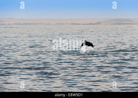 L'Haviside (Cephalorhynchus heavisidii) dauphins sautant à Walvis Bay, Namibie Banque D'Images