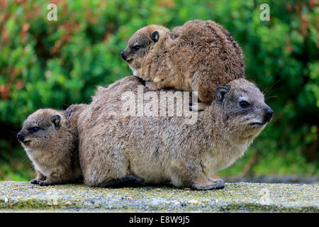 Hyrax (Procavia capensis Rock), avec deux jeunes femmes, le comportement social, Betty's Bay, Western Cape, Afrique du Sud Banque D'Images