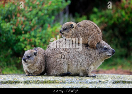 Hyrax (Procavia capensis Rock), avec deux jeunes femmes, le comportement social, Betty's Bay, Western Cape, Afrique du Sud Banque D'Images