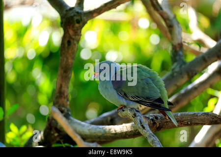 Pigeon vert africain (Treron calva), des profils sur l'arbre, captive Banque D'Images