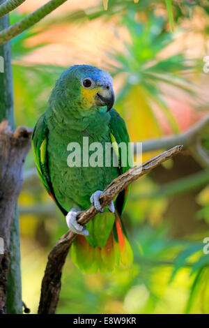 Orange-winged Amazon (Amazona amazonica), des profils sur l'arbre, originaire de l'Amérique du Sud, captive Banque D'Images