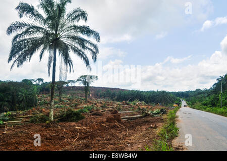 La déforestation au Nigeria (l'état de Cross River) pendant la saison des pluies, ce qui rend l'espace pour les palmiers Banque D'Images