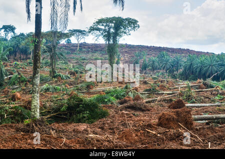 La déforestation au Nigeria (l'état de Cross River) pendant la saison des pluies, ce qui rend l'espace pour les palmiers Banque D'Images