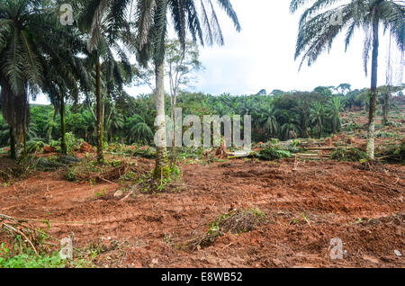 La déforestation au Nigeria (l'état de Cross River) pendant la saison des pluies, ce qui rend l'espace pour les palmiers Banque D'Images