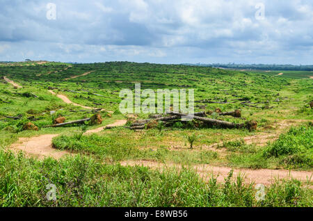 La déforestation au Nigeria (l'état de Cross River), faire de la place pour les palmiers Banque D'Images