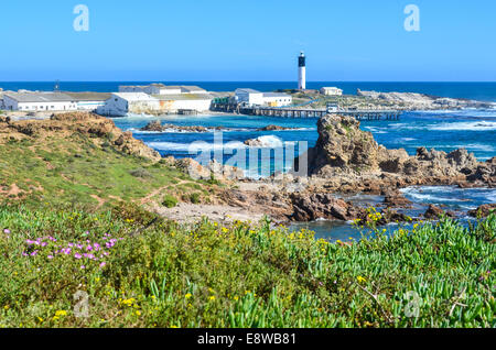 Phare de Doring bay (Doringbaai) sur la côte ouest de l'Afrique du Sud pendant la saison de fleurs Banque D'Images