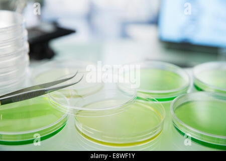 Cultures dans des boîtes de Pétri sur counter in lab Banque D'Images