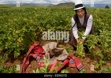 Une femme la production des pommes de terre dans la Vallée Sacrée près de Cuzco. La Vallée Sacrée des Incas ou la vallée de l'Urubamba est une vallée en t Banque D'Images