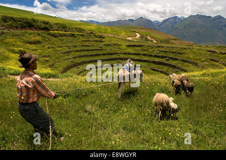 Un pasteur dans le site archéologique de Moray dans la Vallée Sacrée près de Cuzco. Moray - est le nom de la ruines Incas près de l'à Banque D'Images