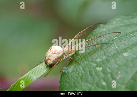 Les Orb weaver Spider, Metellina segmentata Banque D'Images