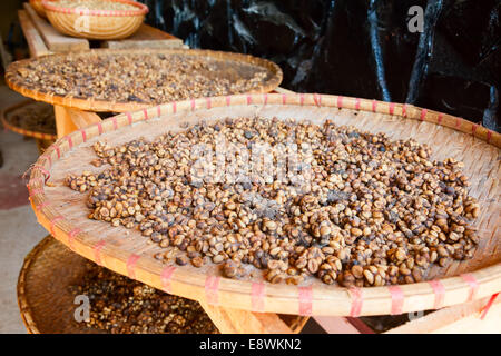 Les excréments de civette avec grains de café intégré - Weasel (café Kopi Luwak ou café de civette) Banque D'Images