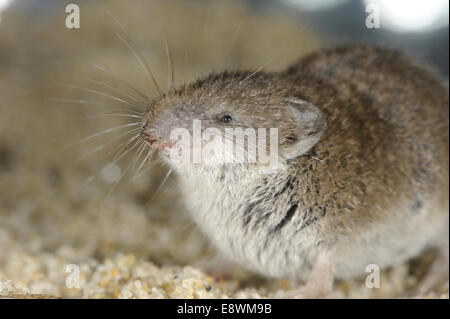 L'Musaraigne Crocidura suaveolens - crantée Banque D'Images