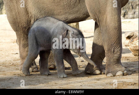 Un bébé éléphant asiatique poursuit en toute transparence au zoo de Twycross Banque D'Images